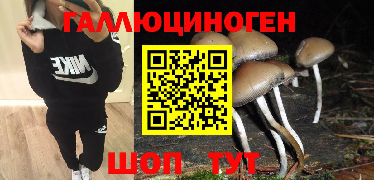 Псилоцибиновые грибы Psilocybine cubensis Санкт-Петербург